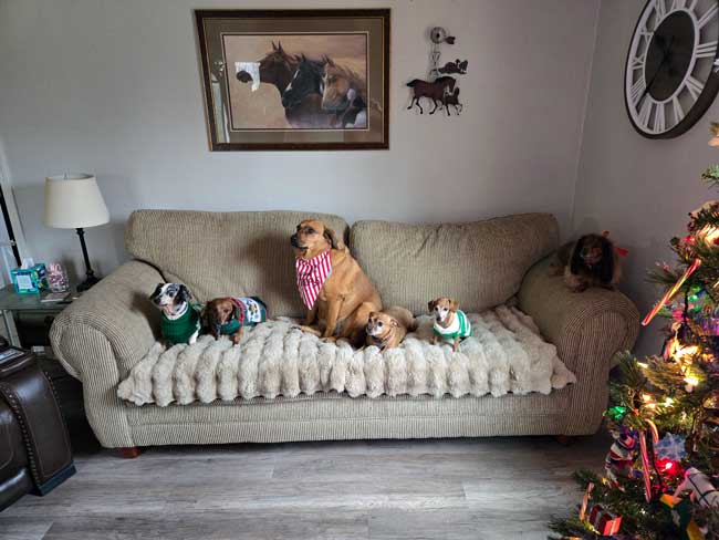 2025 Christmas Couch Dogs